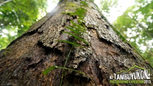 Mount Tambuyukon Expedition  